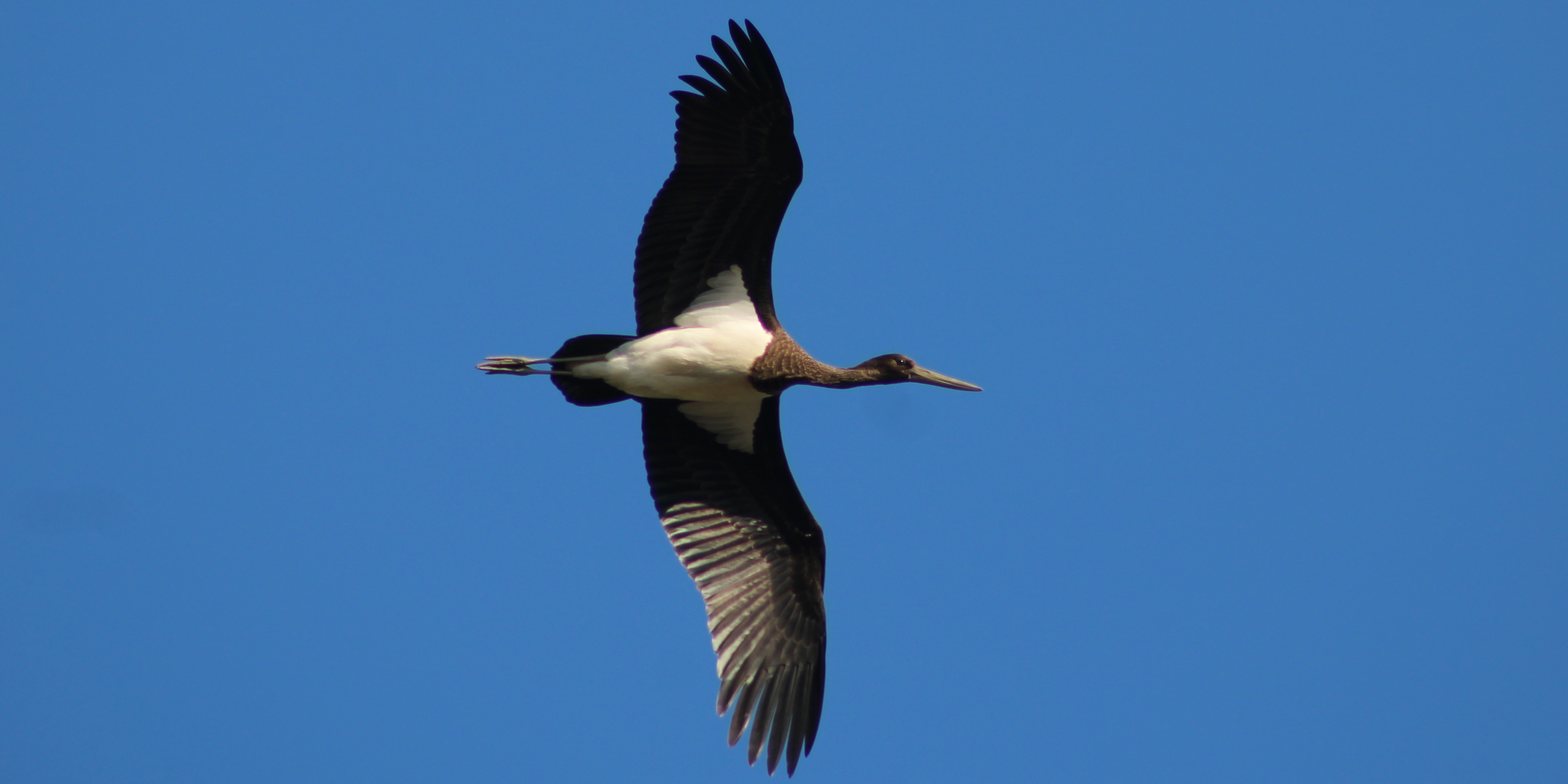 Jeune Cigogne noire - Florian Escot